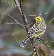 Bruant jaune