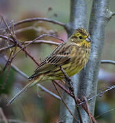 Yellowhammer