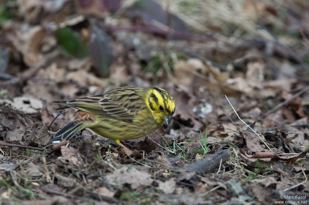 Bruant jaune mâle adulte, identification