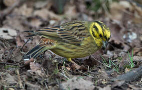 Yellowhammer