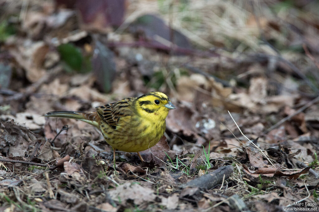 Bruant jaune mâle adulte, identification