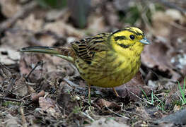 Yellowhammer