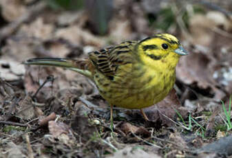 Bruant jaune