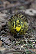 Yellowhammer