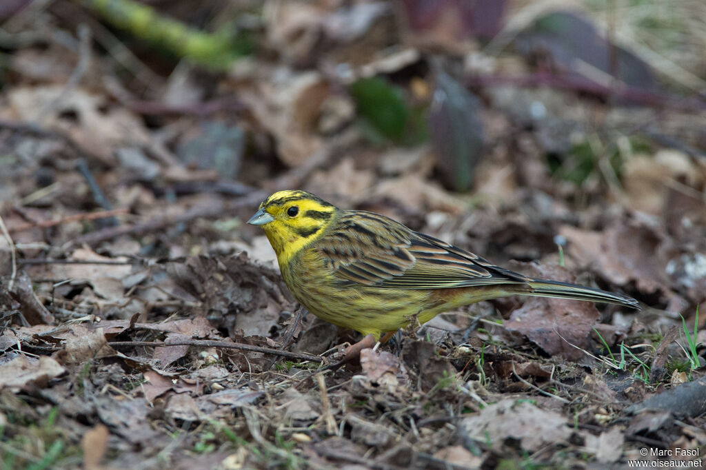 Bruant jaune mâle adulte, identification, mange