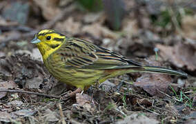 Bruant jaune