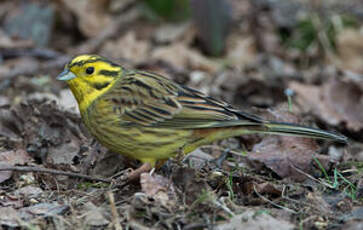 Bruant jaune