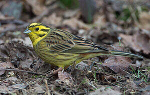 Bruant jaune