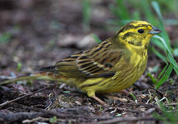 Yellowhammer