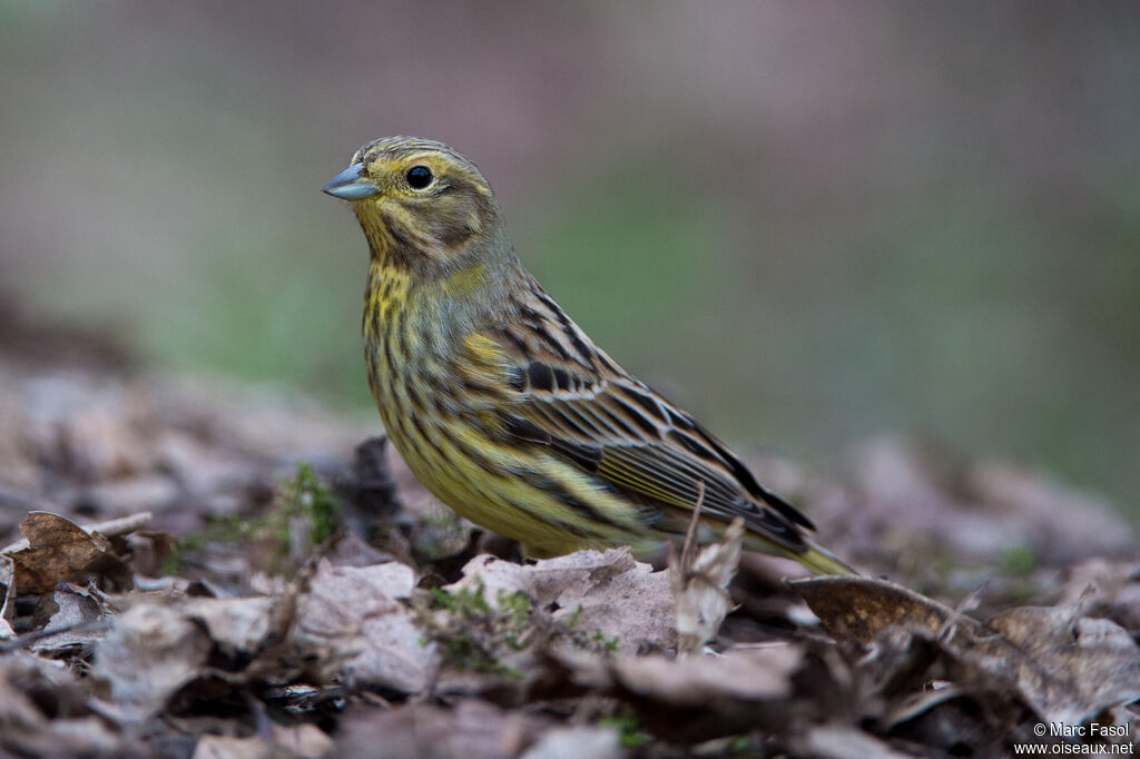 Bruant jaune femelle adulte, identification