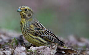 Yellowhammer