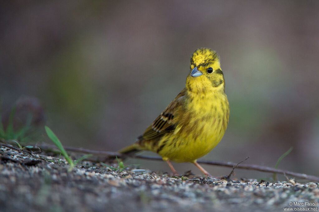 Bruant jaune mâle adulte, identification