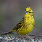 Bruant jaune