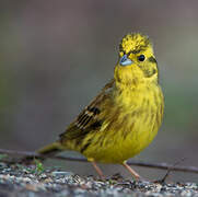 Yellowhammer