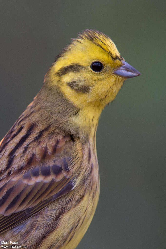 Bruant jaune mâle adulte nuptial, portrait