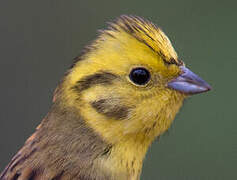 Yellowhammer