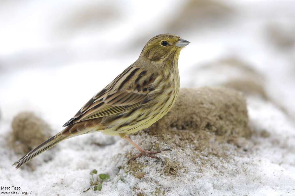 Bruant jaune2ème année, identification