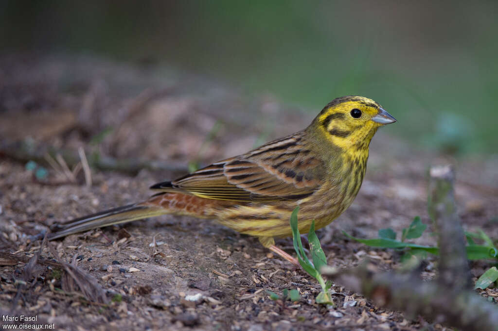 Bruant jaune mâle adulte nuptial, identification, mange