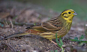 Yellowhammer