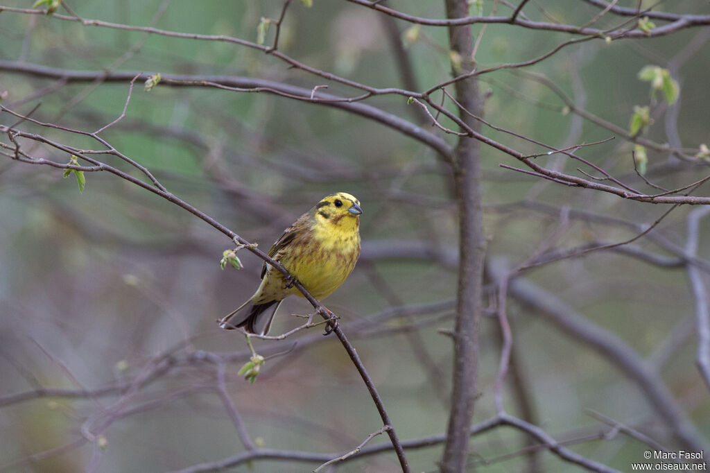 Bruant jaune mâle adulte nuptial, habitat