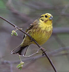 Bruant jaune