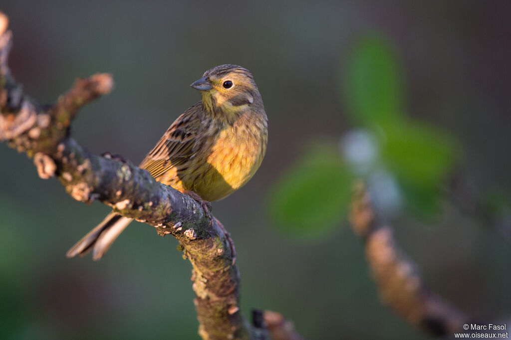 Bruant jaune femelle adulte nuptial, identification