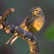 Yellowhammer