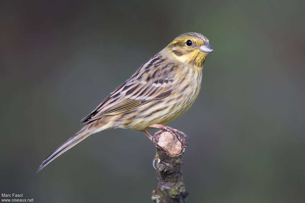 Bruant jaune femelle adulte nuptial, identification