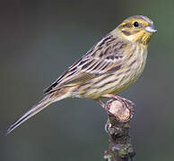 Yellowhammer