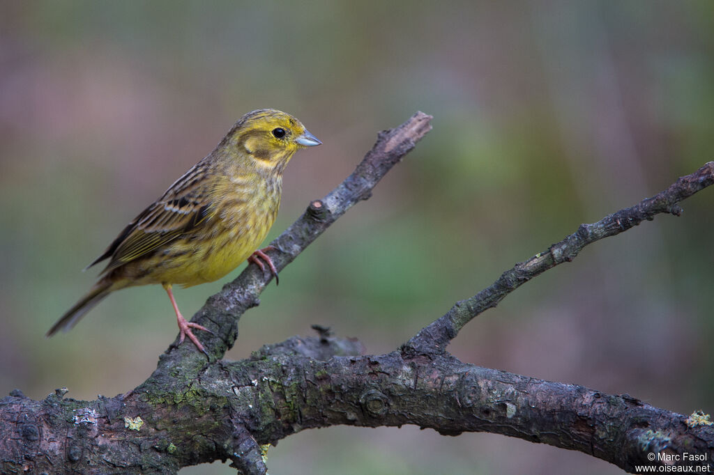 Bruant jaune femelle adulte nuptial, identification