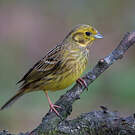 Bruant jaune