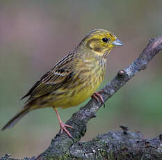 Bruant jaune