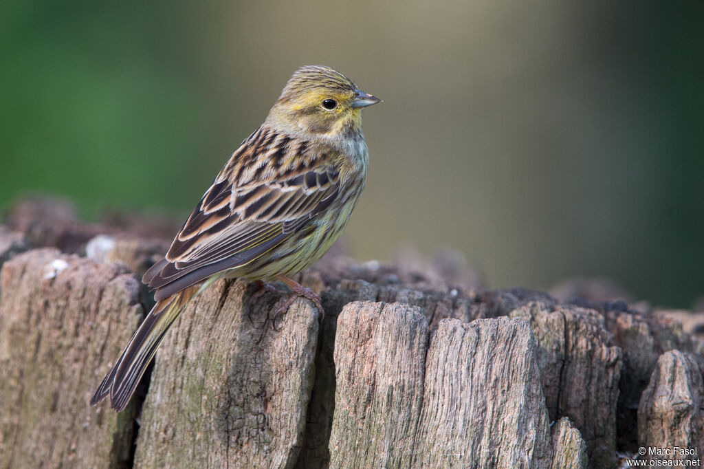 Bruant jaune femelle adulte, identification