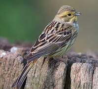 Bruant jaune