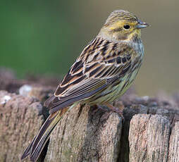 Bruant jaune