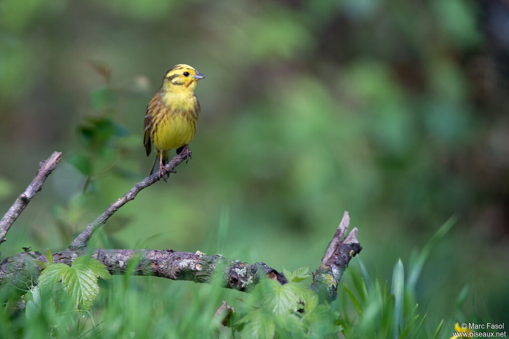 Bruant jaune mâle, identification