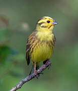 Yellowhammer