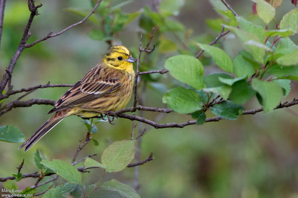 Bruant jaune mâle adulte, habitat, pigmentation