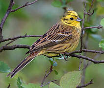 Bruant jaune