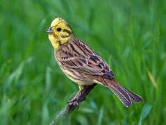 Yellowhammer