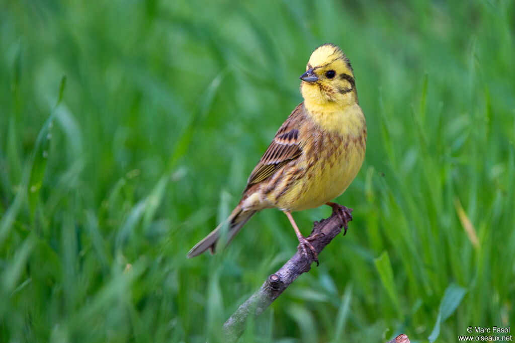 Bruant jaune mâle adulte, identification