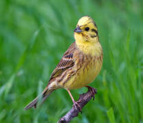 Yellowhammer