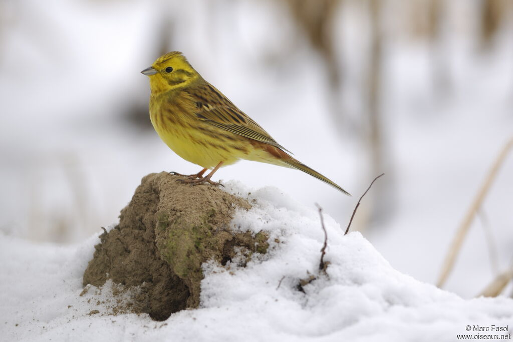 Bruant jaune mâle adulte internuptial, identification