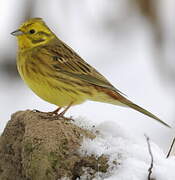 Yellowhammer