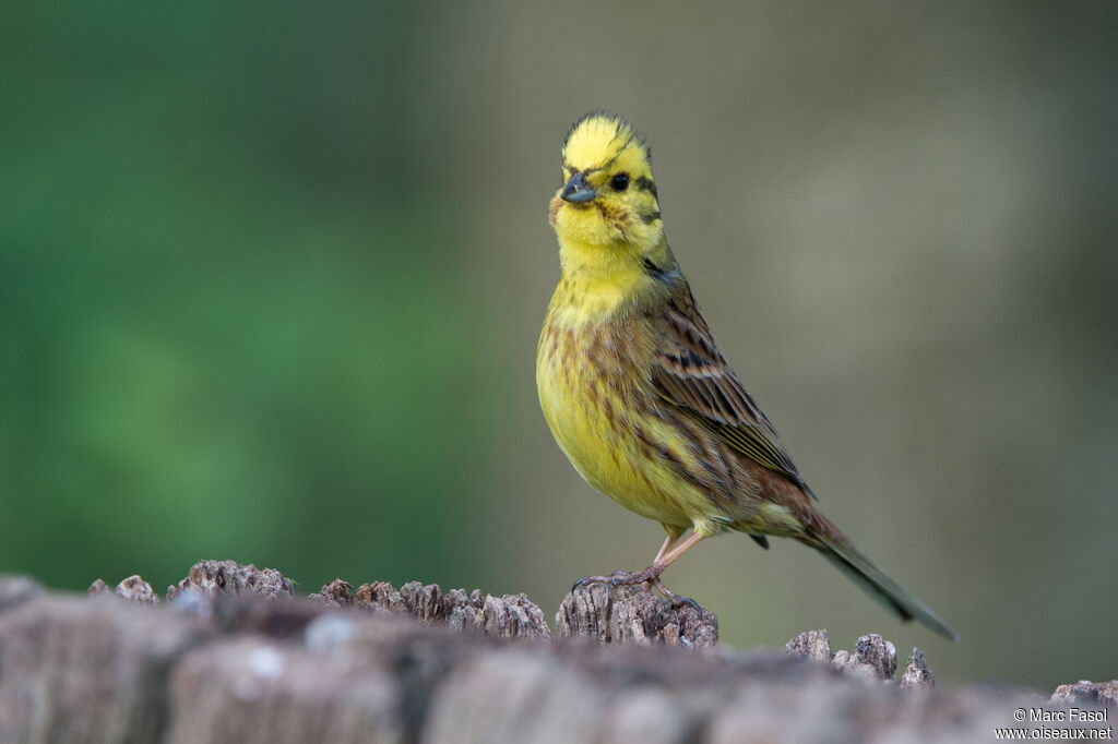 Bruant jaune mâle, identification