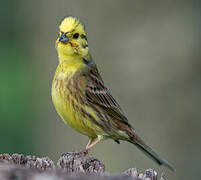 Yellowhammer