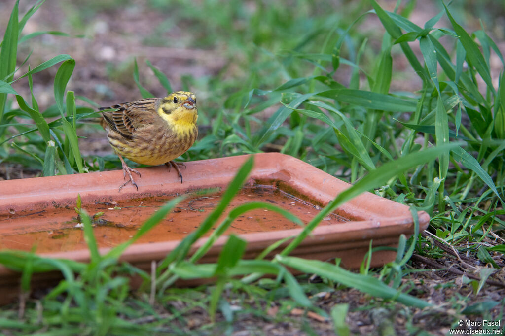 Yellowhammer, drinks