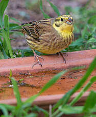 Bruant jaune