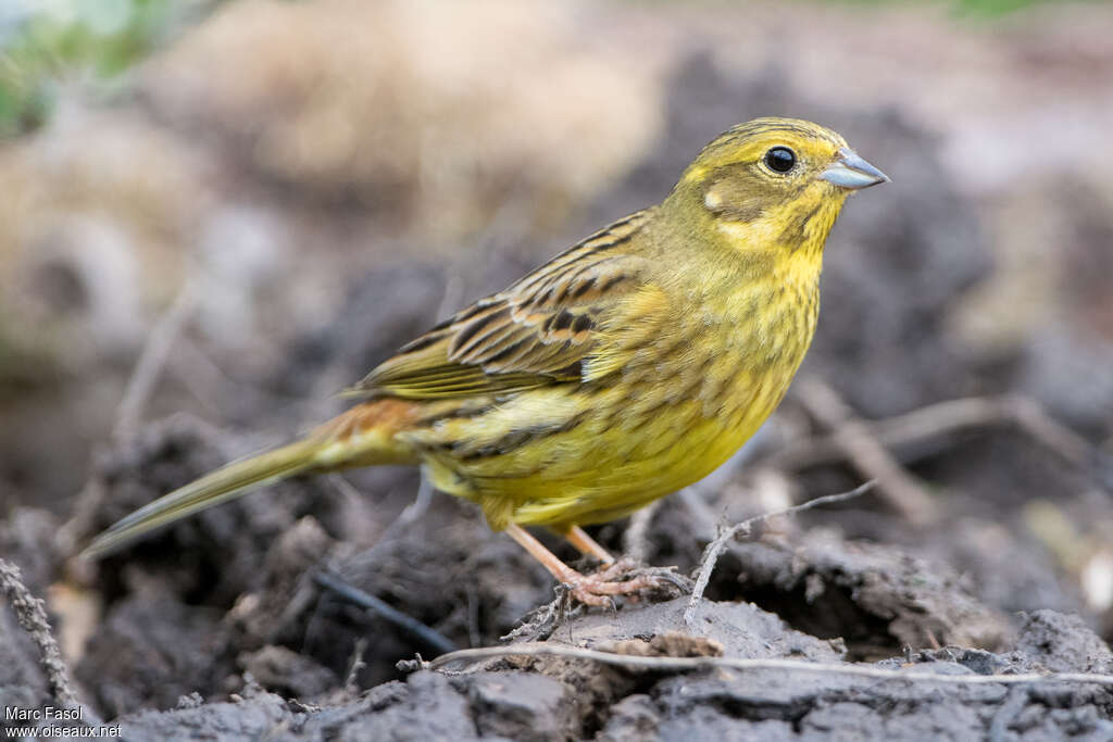 Yellowhammer female adult breeding, identification