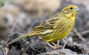 Yellowhammer